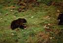 Parc de Gaspésie ...un ours brun !