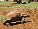 une tortue terrestre � Vanille