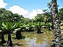 plantes aquatiques � Curepipe