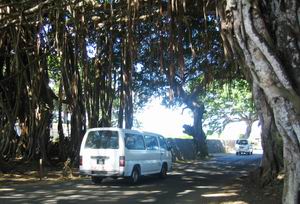 passage routier sous les racines d'un banyan à Escalier !