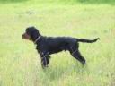 Balko du Bois des Malines le beau setter Gordon de notre amie Cricri 