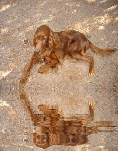 REINE creqation de "meilleur ami de l'homme" merci !