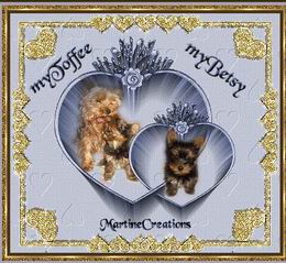 Toffee et Betsy les petits York de Martine et JP