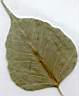 feuille de Ficus l'arbre sacr� de Bouddha