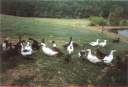�levage de canards pour leur bon foie gras !