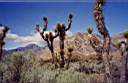 les cactus dans le d�sert de Mojave 