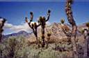 les cactus dans le dsert de Mojave 