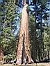 Sequoia  Mariposa grove