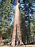 Sequoia � Mariposa grove
