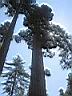 sequoia  Mariposa Grove