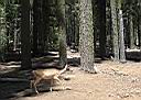 une biche � Mariposa Grove (Parc Yosemite)
